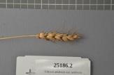 Click for 1 image(s) for this accession. Spike